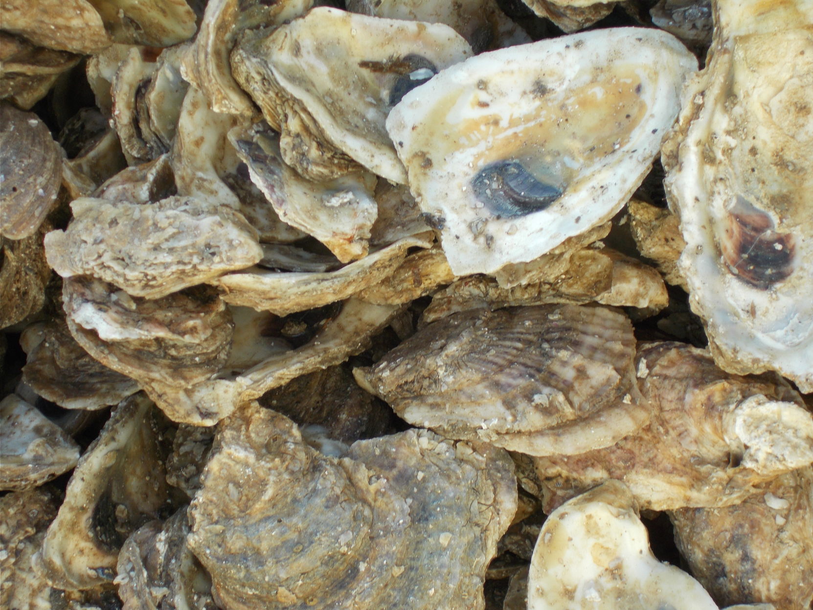 oyster spat charleston