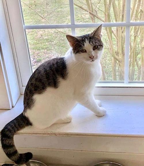 Pet of the week