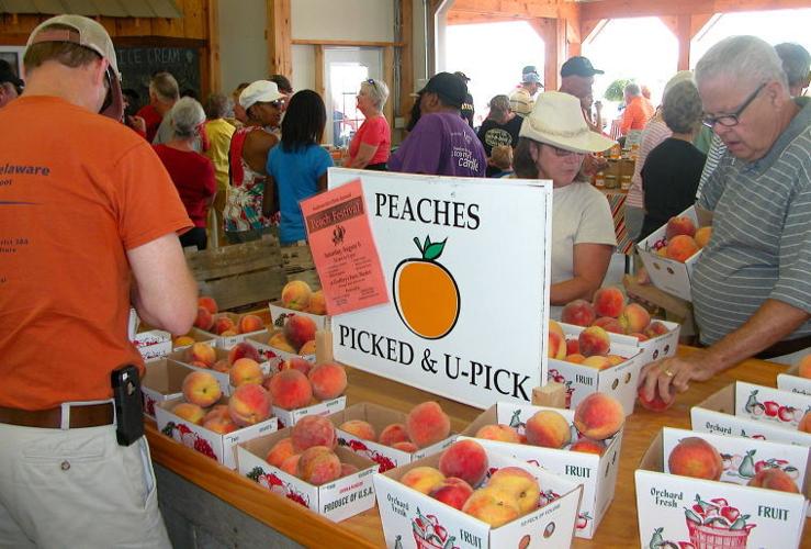 Sudlersville to hold annual peach festival Aug. 8 Queen Annes County