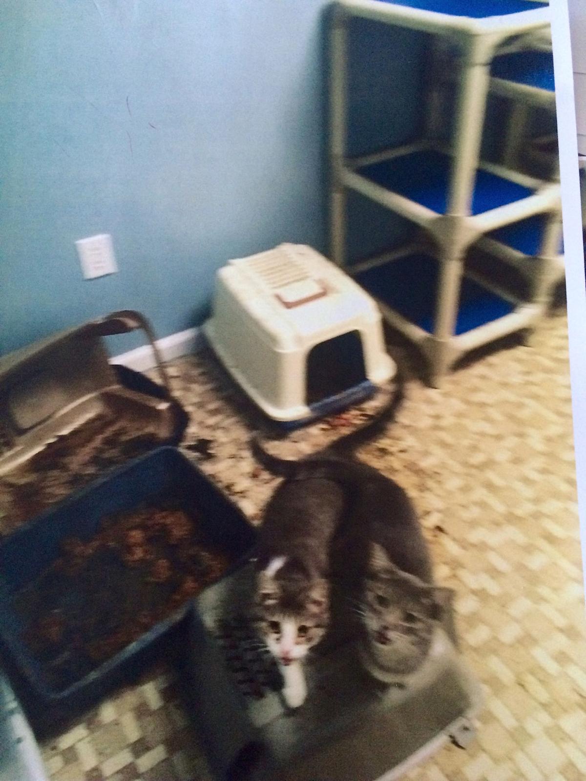 Animal Welfare League Conditions Called Into Question Spotlight