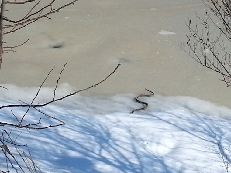 A snake in winter | News | myeasternshoremd.com