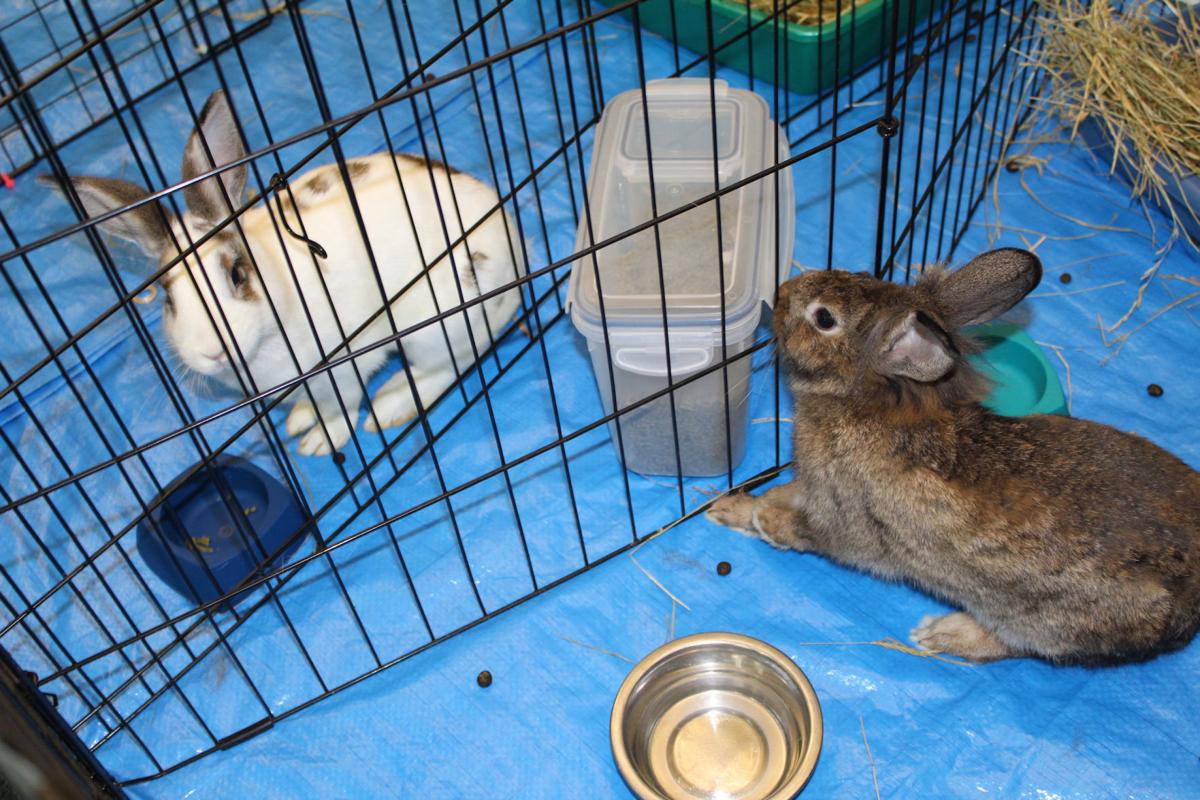 Bunnies abound at Eastern Shore Rabbit Rescue News