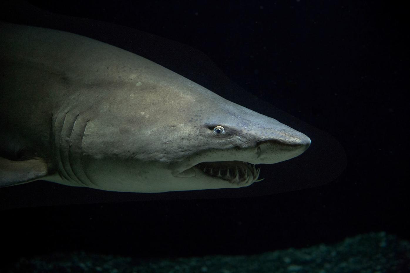 Jersey Shore Sand Tiger Sharks - On The Water