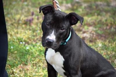 Pet of the Week