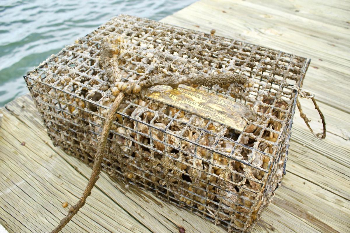 Volunteers wanted to build oyster cages News