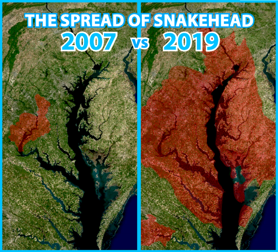 snakehead fish map