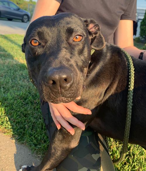 Pet of the week
