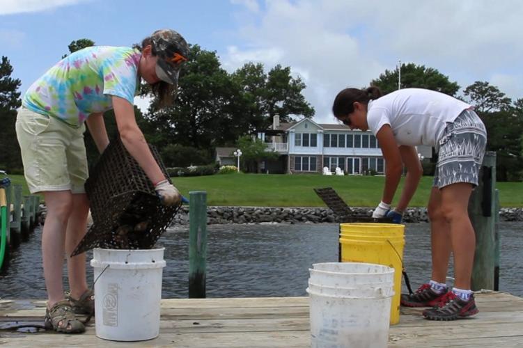 63,000 oysters taken to sanctuaries in the Miles and Wye rivers Queen