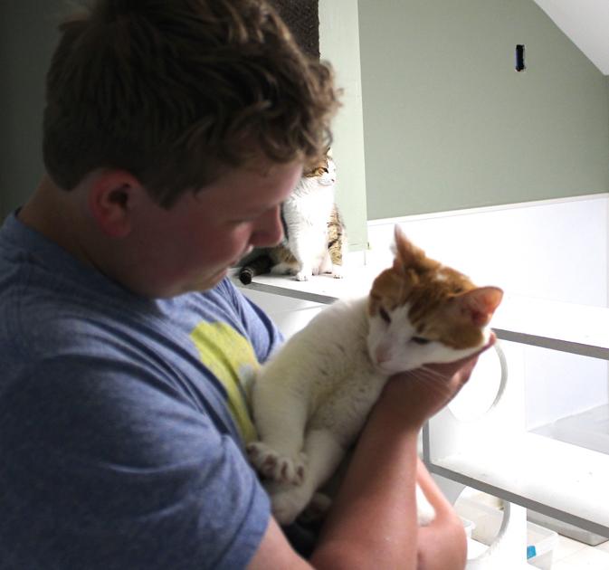 Chesapeake Cats And Dogs Hosts Flea Less Fundraiser News