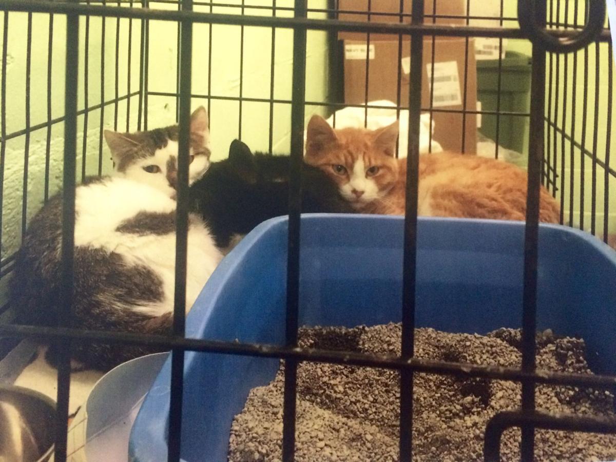 Animal Welfare League Conditions Called Into Question Spotlight