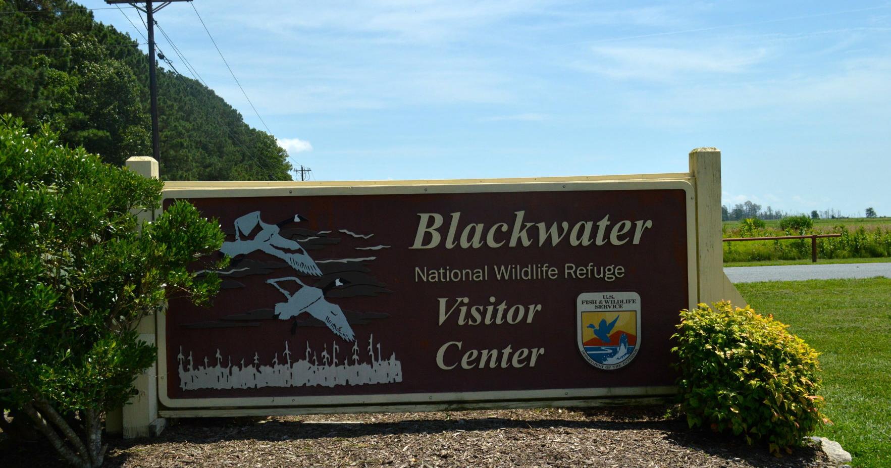 Blackwater, Eastern Neck NWRs to eliminate use of lead ammunition; public input needed - Vimarsana News