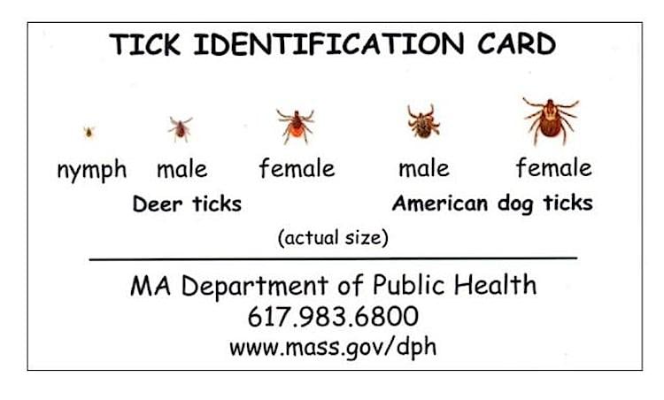 tick identification maine