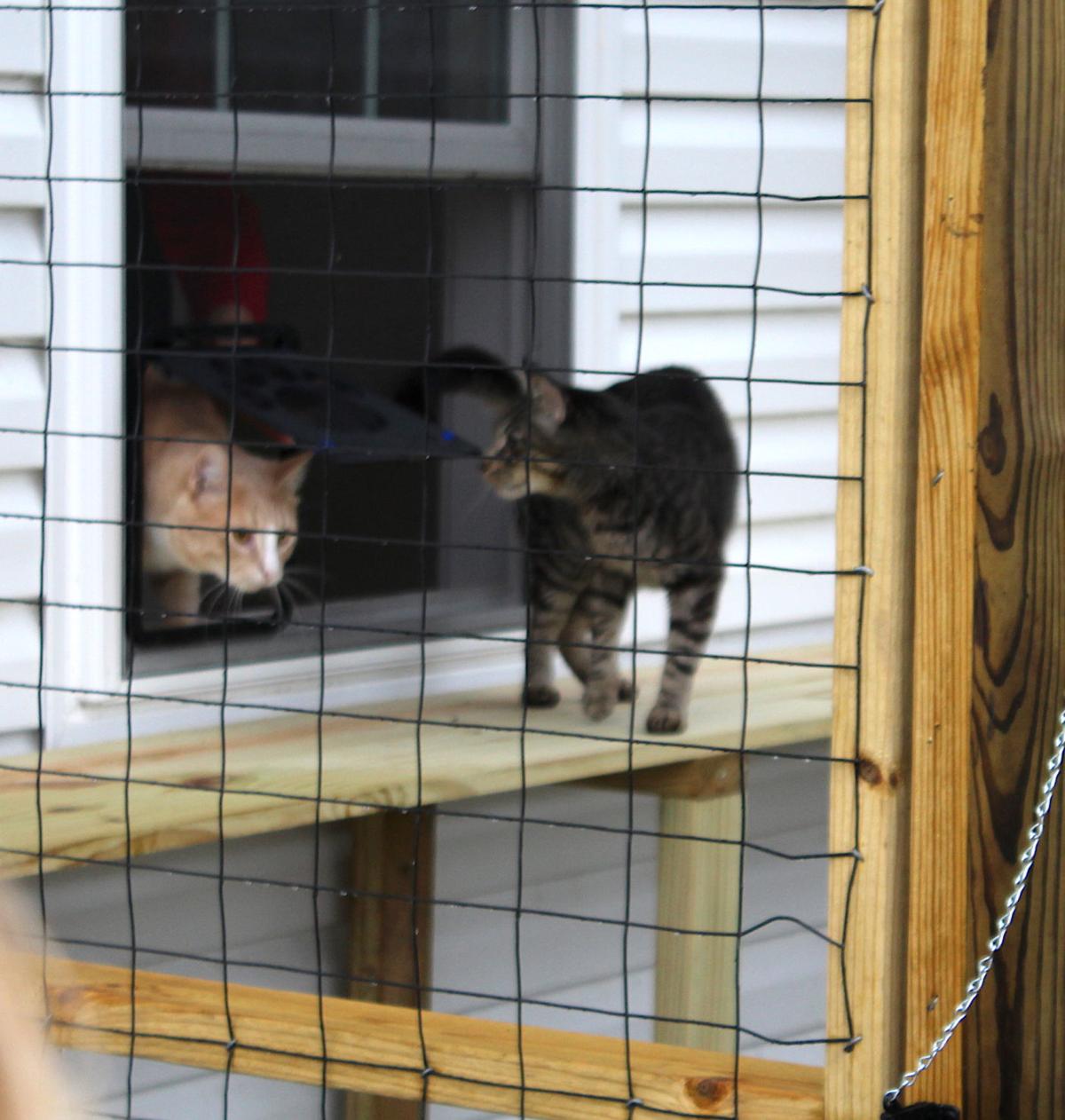 Eagle Scout Project Dedicated At Chesapeake Cats And Dogs News