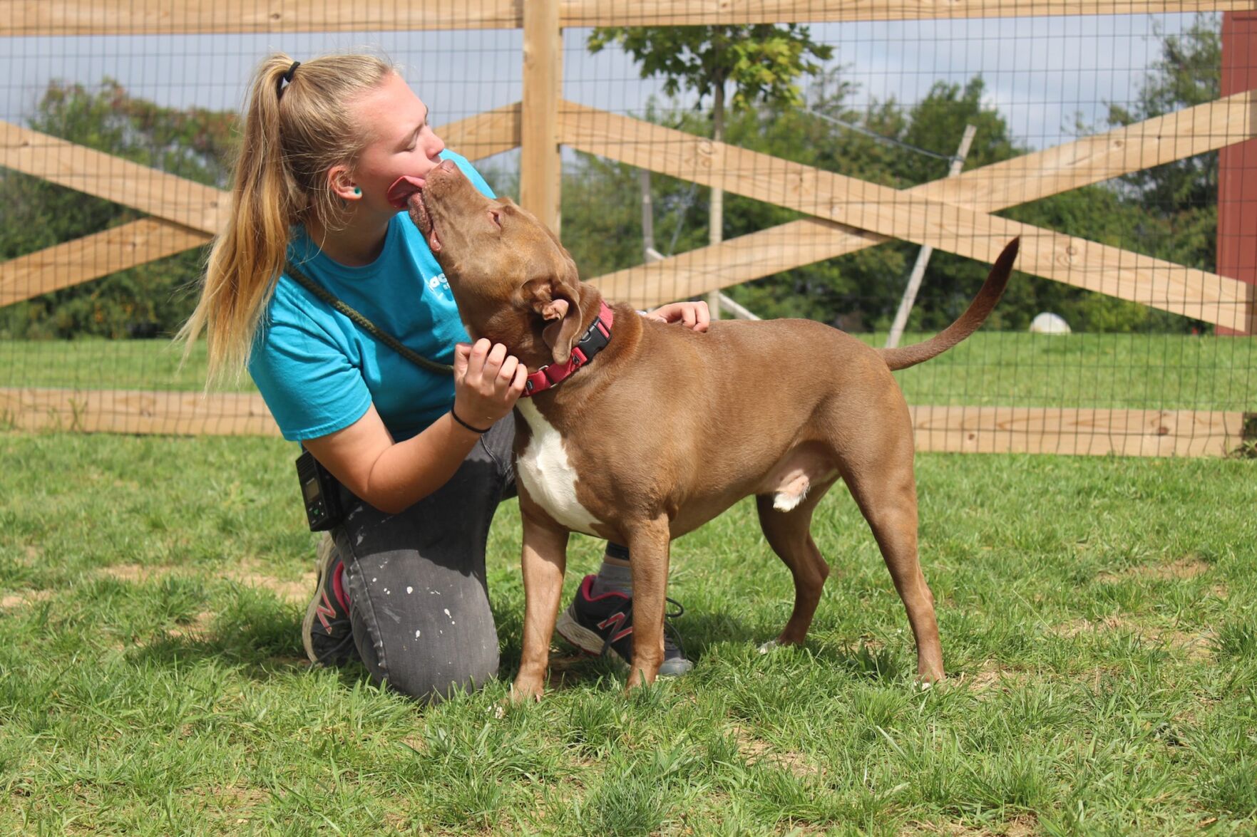 Kent county spca sales dogs for adoption