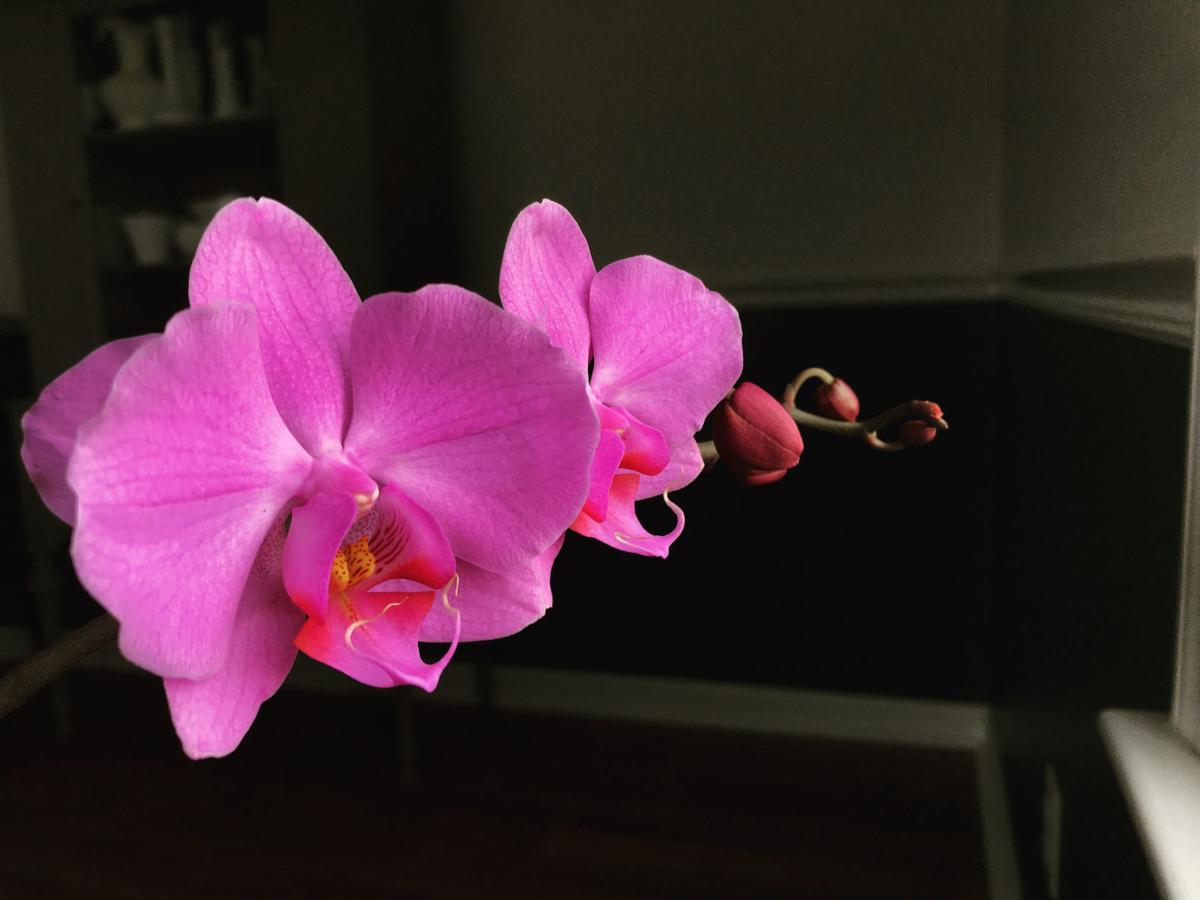 Orchids are a fascinating flower