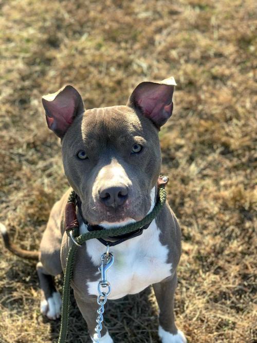 Pet of the week