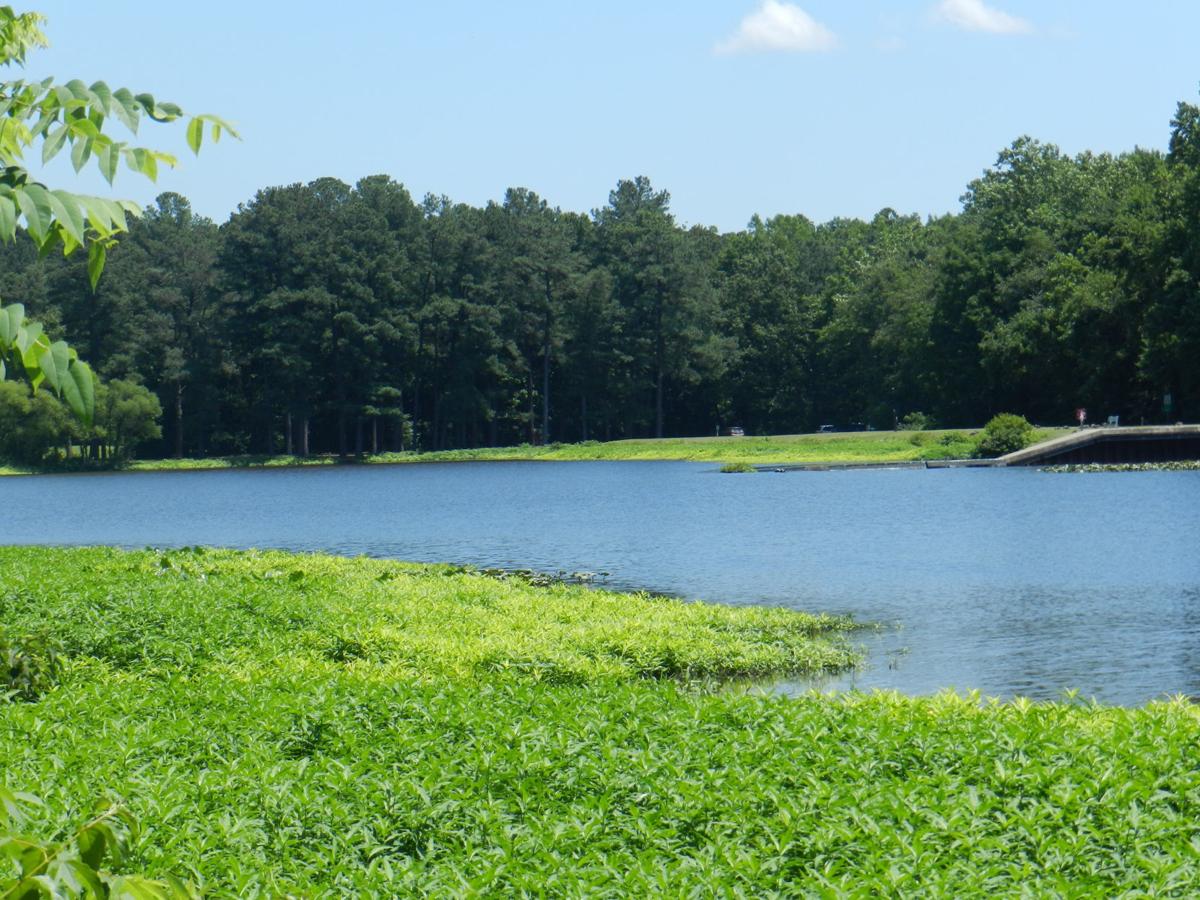 Beat the heat at Tuckahoe State Park News
