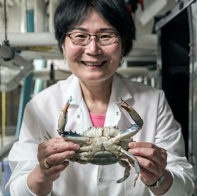 Scientists crack genetic code of Chesapeake Bay blue crab