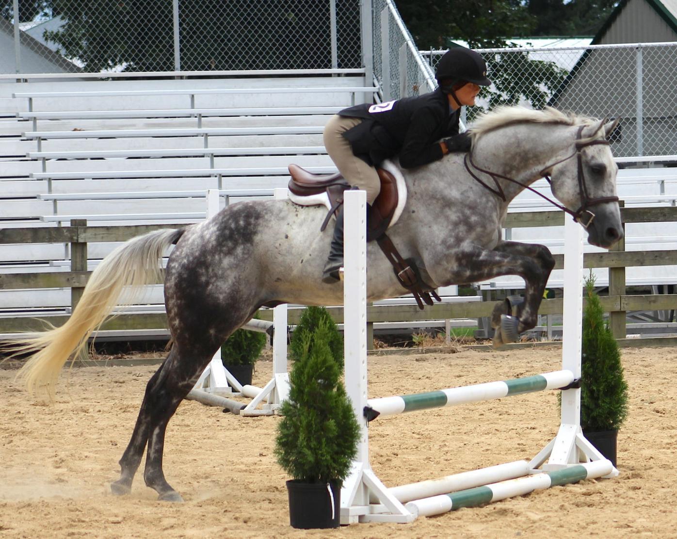 QA Fair English Horse Show News