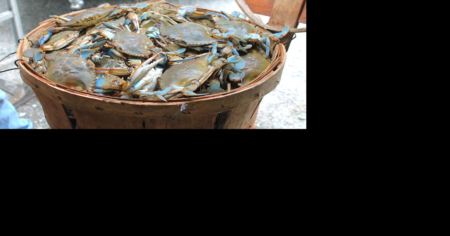 Recreational crabbing season underway in Maryland News