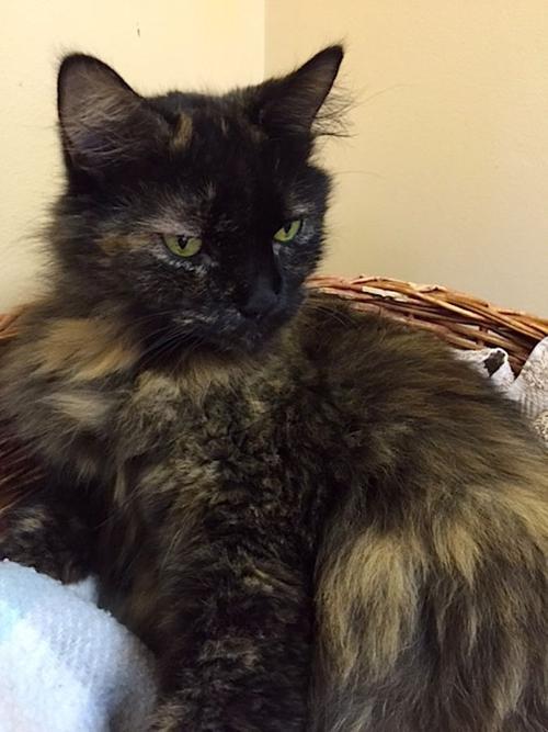 Pet Of The Week News Myeasternshoremd Com