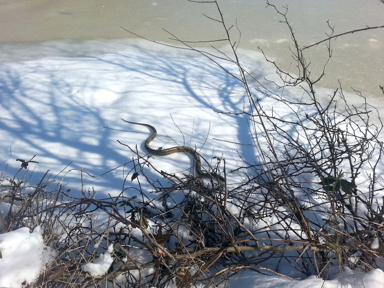 A snake in winter News
