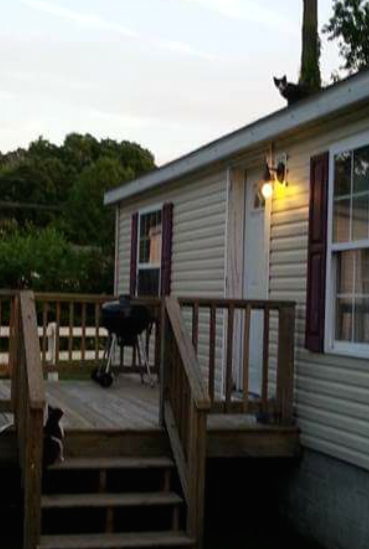 Feral cat colonies reaching prolific proportions? Queen Annes County