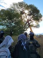 Border Patrol agents remove protesters, take down cottonwood tree
