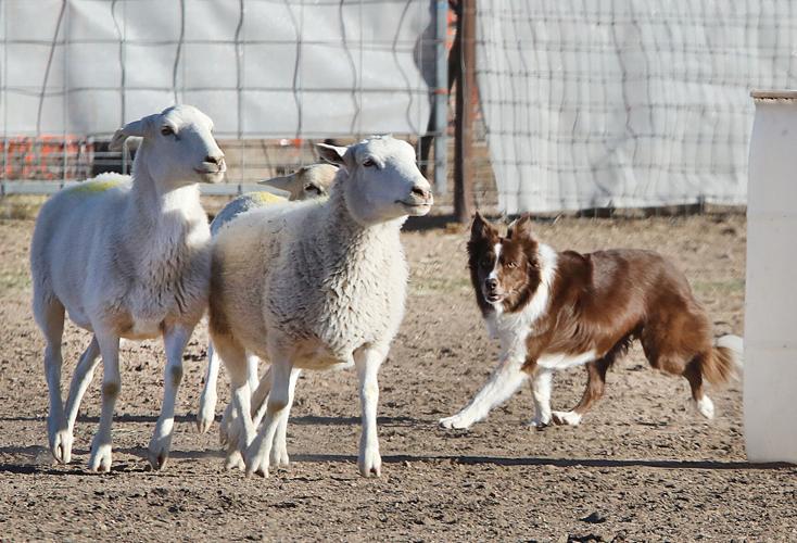 Willcox hosts January Burr Stock Dog Trial Willcox Range News