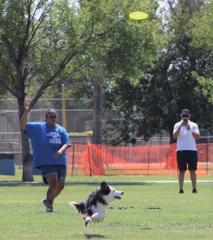 k9 frisbee toss and fetch