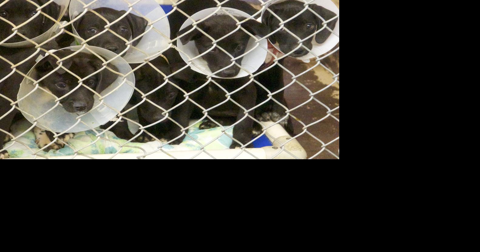 Huachuca City Animal Shelter remains closed Local News Stories