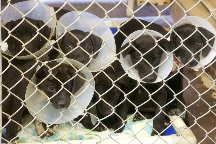 Huachuca City Animal Shelter remains closed Local News Stories