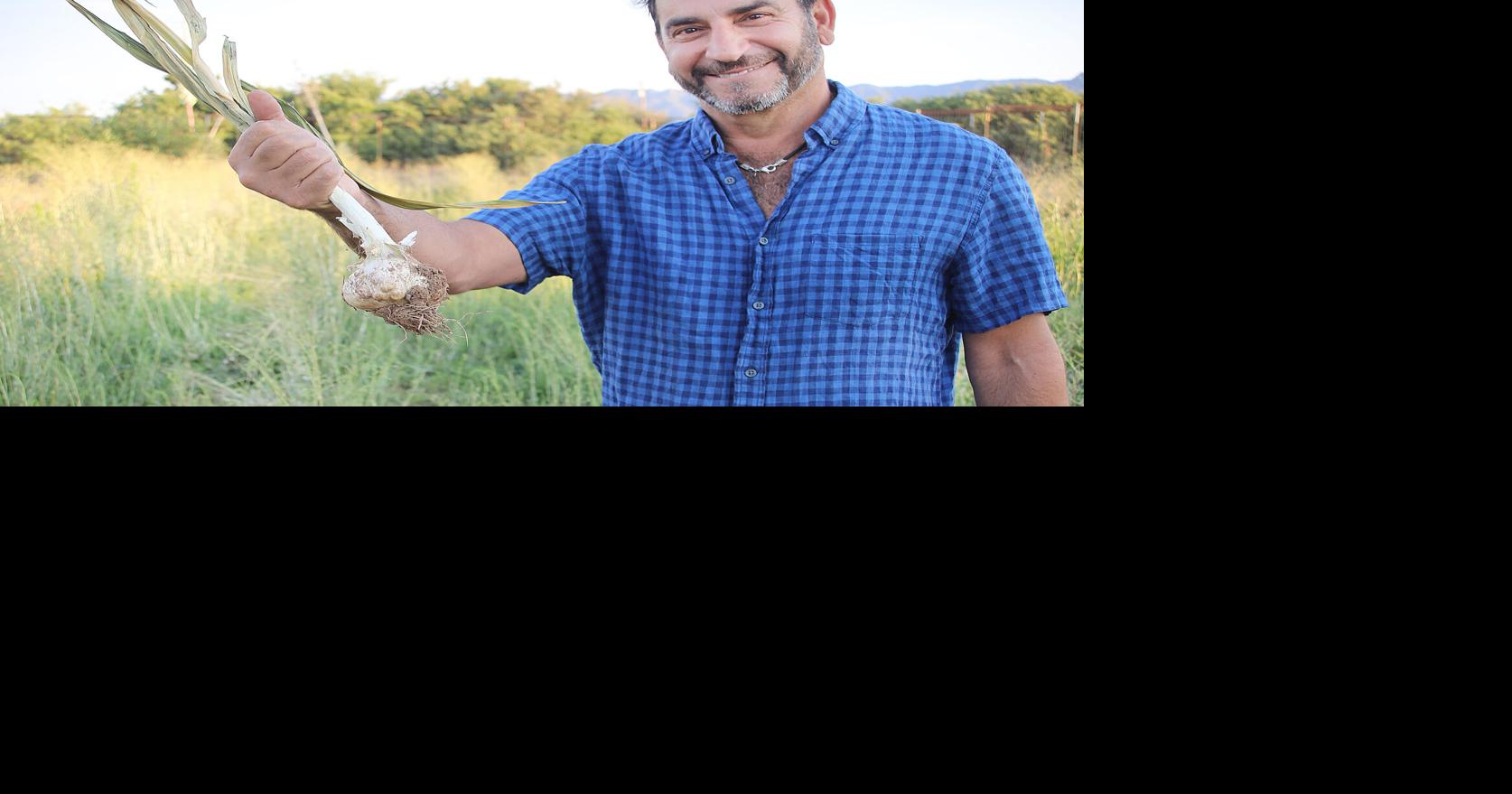 Zee FarmZ harvesting garlic for festival | Willcox Range News ...