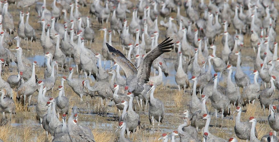 2024 Wings Over Willcox takes flight Willcox Range News
