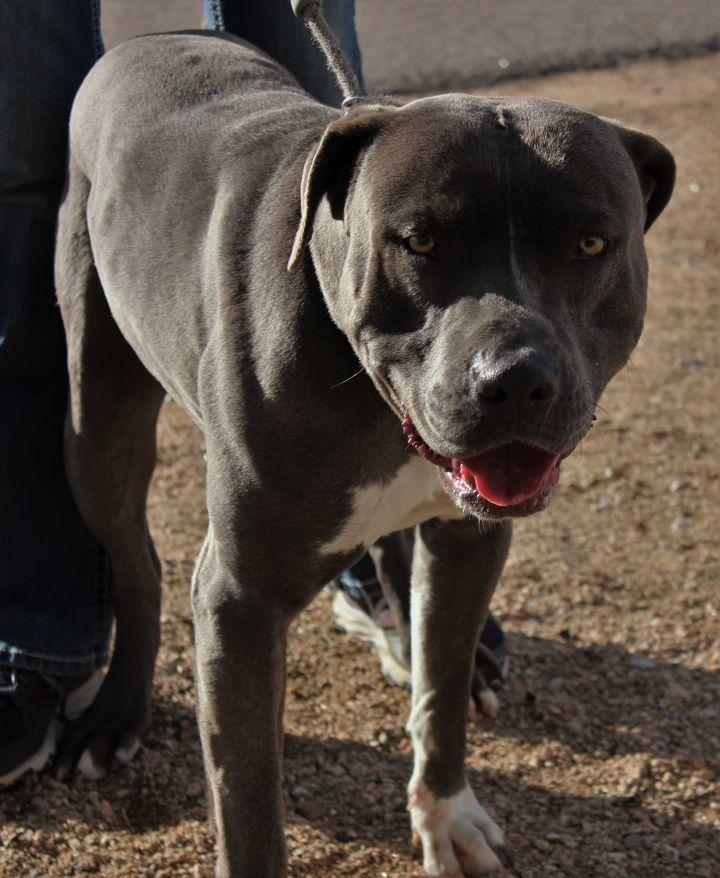 Large dogs ready for adoption, small dogs now fighting kennel cough
