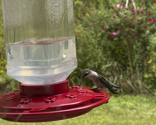 How to help migrating hummingbirds and see their antics up close | Local News Stories ...