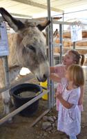Forever Home Donkey Rescue's 25th celebration draws large crowd
