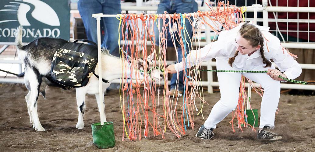 99th Cochise County Fair begins Thursday in Douglas Douglas Dispatch