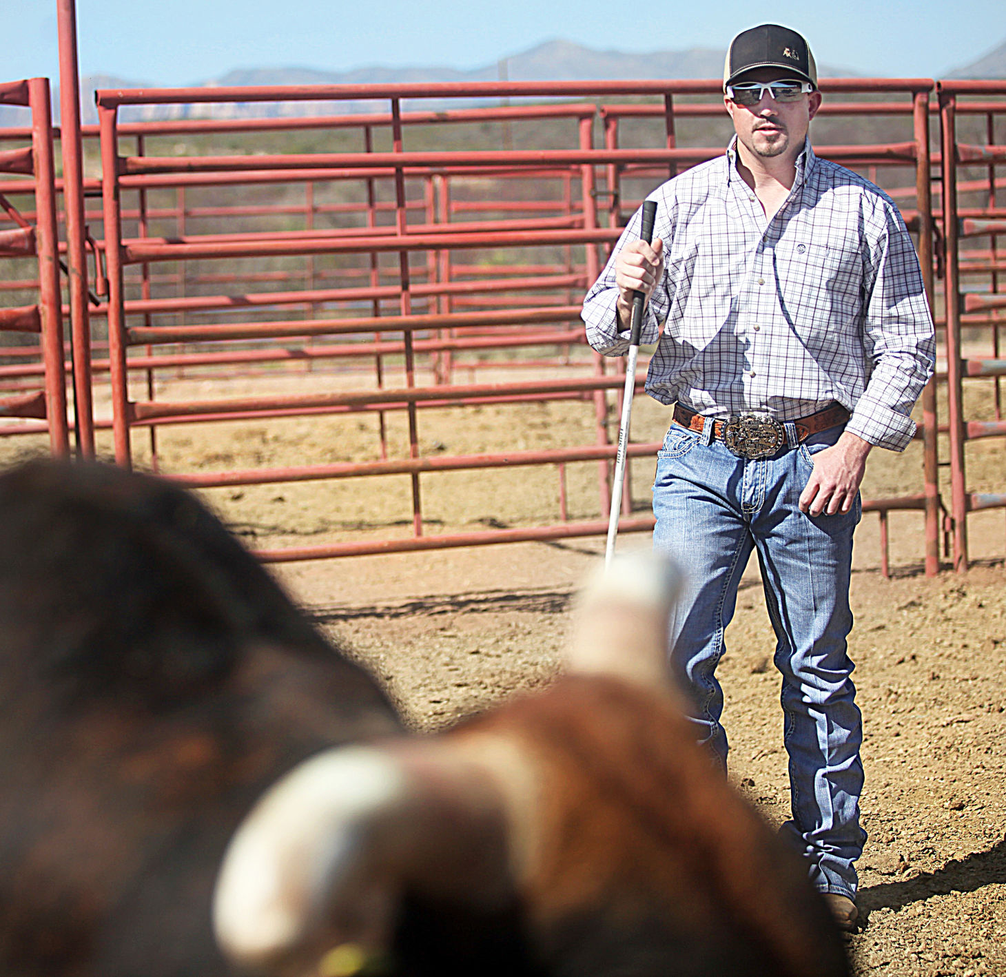 Tombstone man herds genetically engineered bucking bulls Local