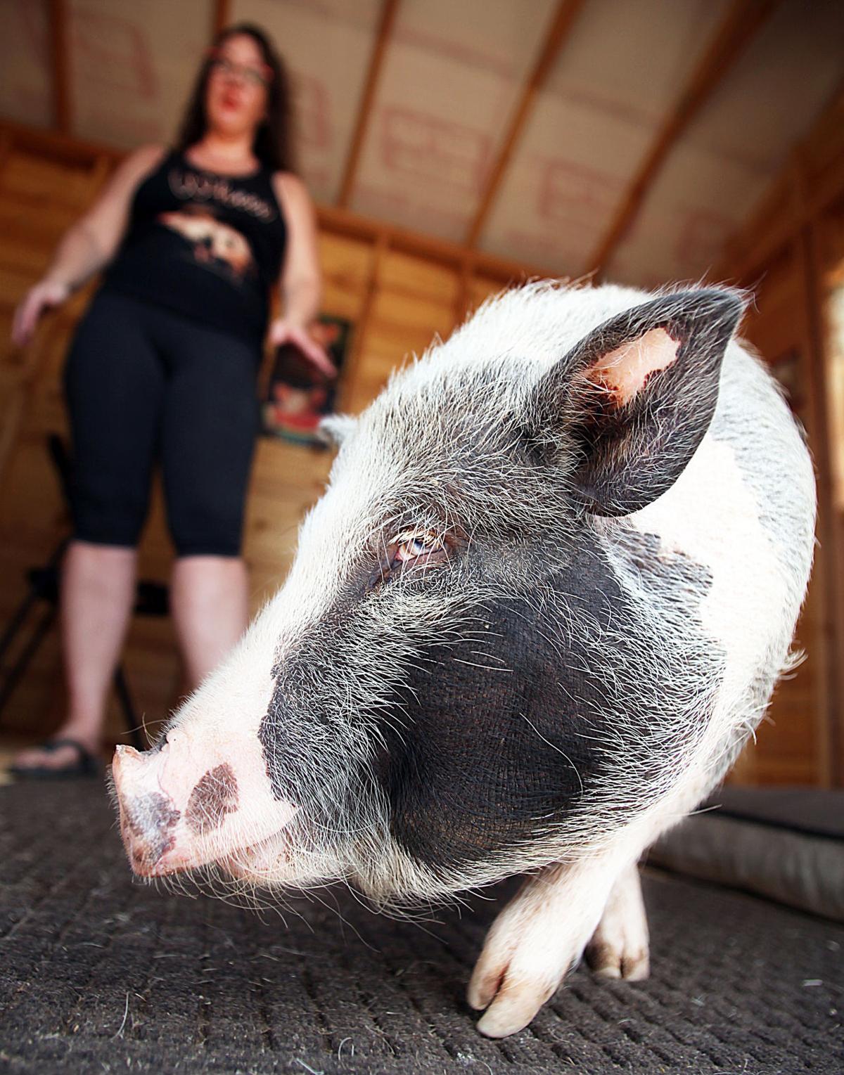 Sit Stay Oink Bella The Therapy Pig Settles In Sierra Vista Community Myheraldreview Com