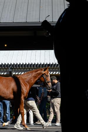 How a Trump Tax Break Rescued Horse Racing