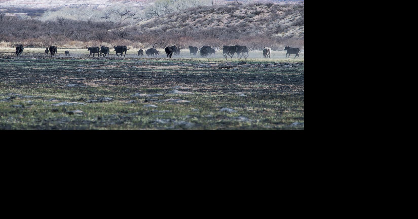 Trespass cattle in the SPRNCA, where are they coming from? Cochise County