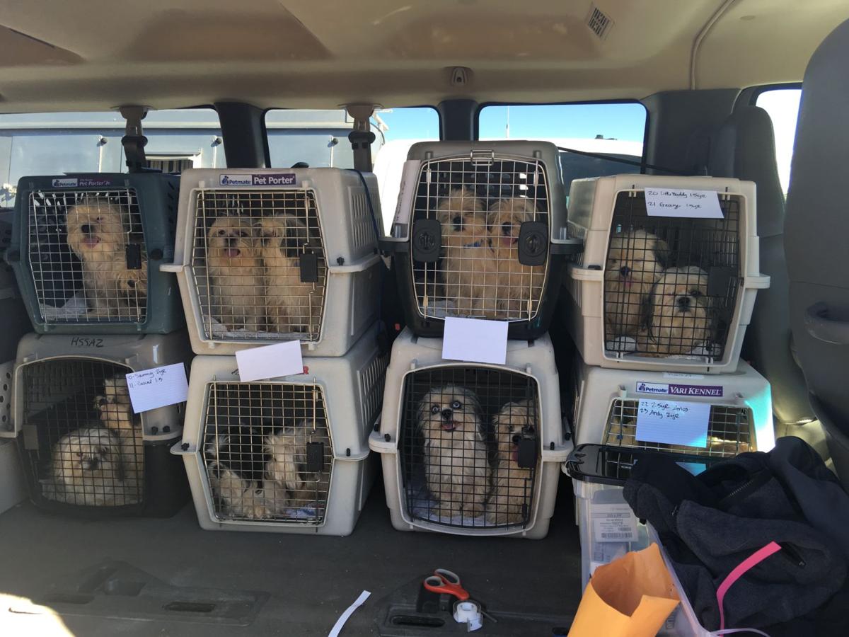 Dog hoarding case has positive Local News Stories