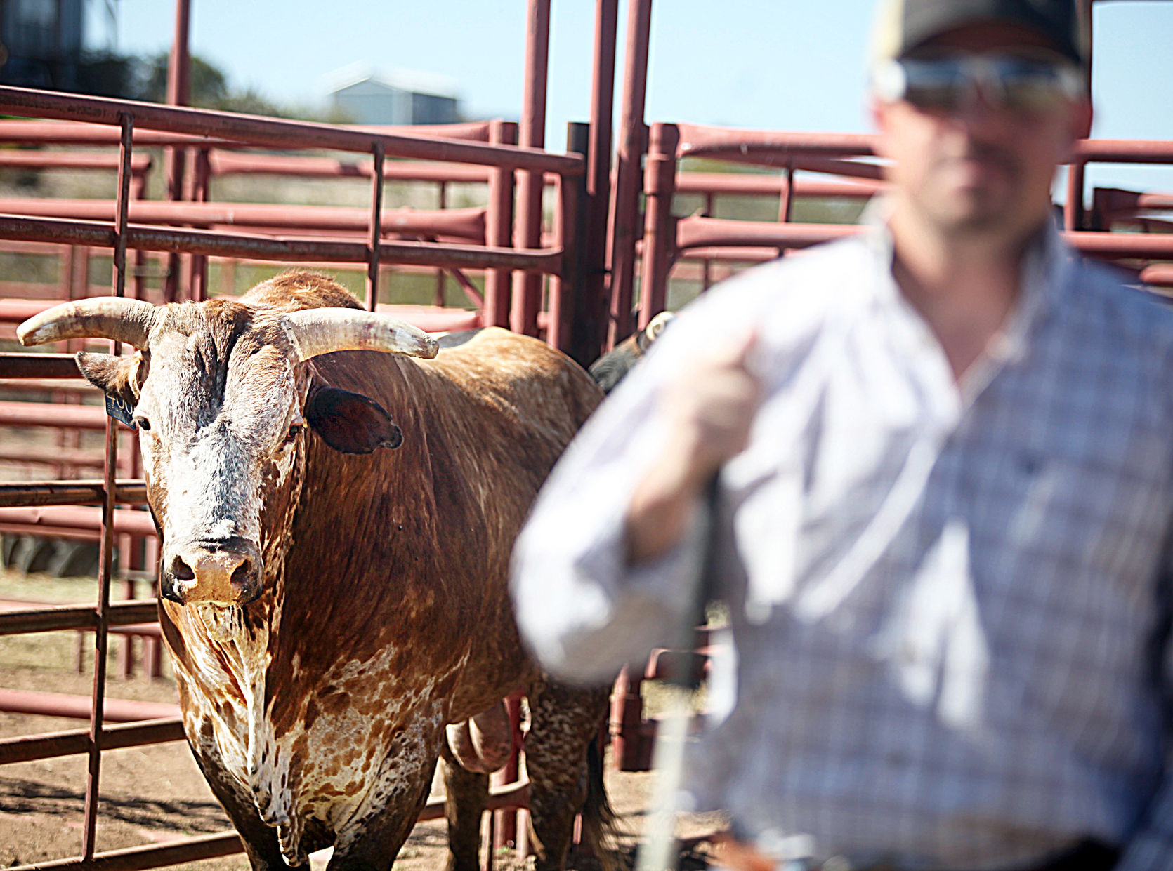 Tombstone man herds genetically engineered bucking bulls Local