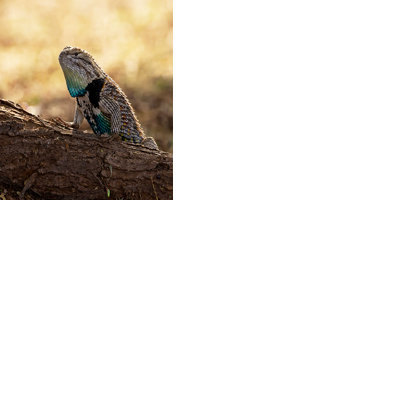 Arizona Game and Fish opens annual wildlife photo contest