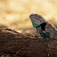 Arizona Game and Fish opens annual wildlife photo contest