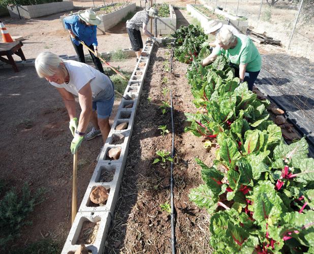 Huachuca City Community Garden's impact continues to grow Community