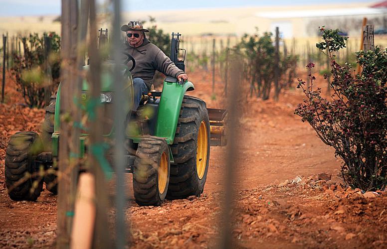 Wine festival season begins with Sonoita Vineyards’ Blessing of the