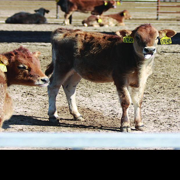 Coronado Farms dairy focuses on sustainability Willcox Range News