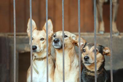 Supes give Gilman go-ahead to close HC animal shelter purchase